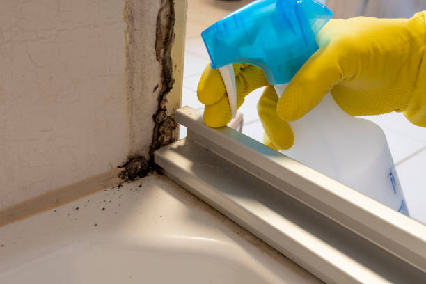 Best Black Mold Remediation in Cutchogue, NY