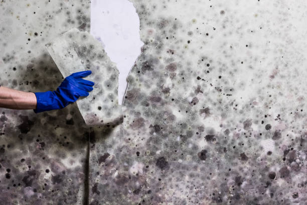 Cutchogue, NY Mold Remediation Company